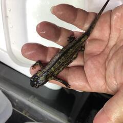 シリケンイモリ　アダルトの画像