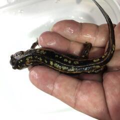 シリケンイモリ　アダルトの画像