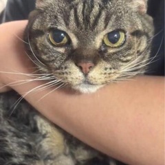 マンチカン　人見知りしない女の子/単身可