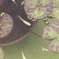 下山メダカ　ゴージャス　若魚　10匹の画像