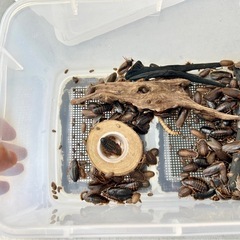デュピア　爬虫類　レオパ　 ヒョウモントカゲモドキ　トカゲ  餌　飼育ケース一式の画像