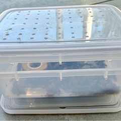 デュピア　爬虫類　レオパ　 ヒョウモントカゲモドキ　トカゲ  餌　飼育ケース一式の画像