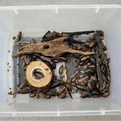 デュピア　爬虫類　レオパ　 ヒョウモントカゲモドキ　トカゲ  餌　飼育ケース一式の画像
