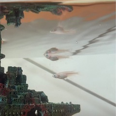 白メダカ針子〜稚魚5匹の画像