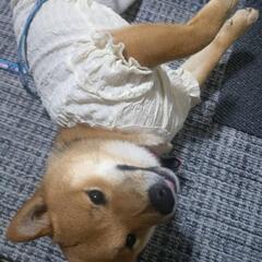 ワン友になりませんか？