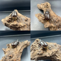 【新成虫同腹ペア】DHレイディ♂58mm♀60mm ※送料事前連絡にて変更可 ※直接受け渡しに変更可の画像