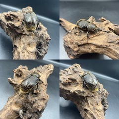 【新成虫同腹ペア】DHレイディ♂58mm♀60mm ※送料事前連絡にて変更可 ※直接受け渡しに変更可の画像