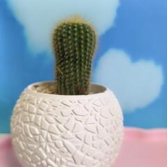 オシャレな鉢付きサボテン
