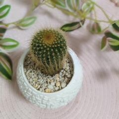 オシャレな鉢付きサボテンの画像