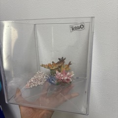 テトラ　正方形　ミニ水槽の画像