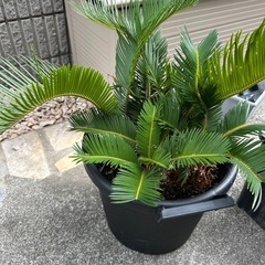 ソテツ　一本500円の画像