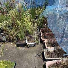 プランター 土 植物の画像
