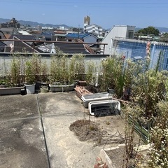 プランター 土 植物の画像
