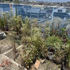 プランター 土 植物の画像