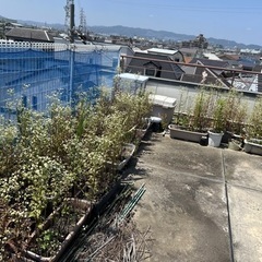 プランター 土 植物の画像