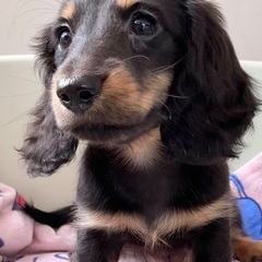 🟩ミニチュアダックス〔12〕【子犬販売】7月20日更新