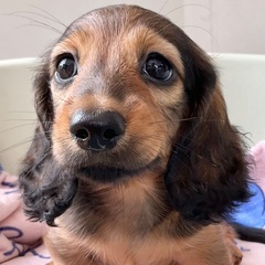 🟩ミニチュアダックス女の子⑩【子犬販売】7月20日更新