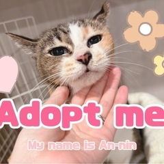 おしとやかな都会美人三毛猫！杏仁ちゃん