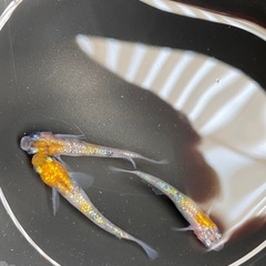 メダカ　月神　1ペア＋オマケの画像