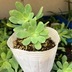 ランキングキーワードに紐づく投稿画像-多肉植物