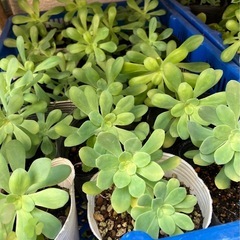 植物①の画像