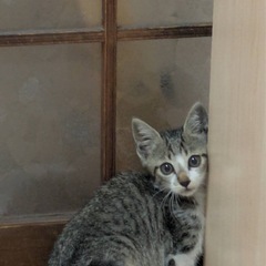 [北九州市八幡東区] かわいい子猫です‼︎