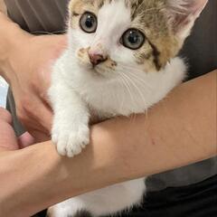 かわいいキジシロ女の子　人慣れしてます。　