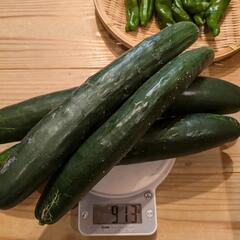夏野菜セット