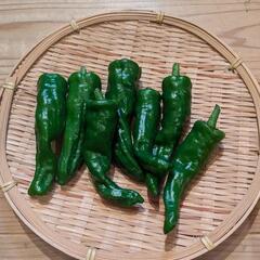 夏野菜セットの画像