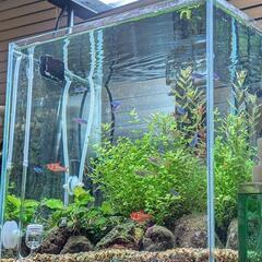 30㌢キューブ水槽　水草　熱帯魚セットの画像