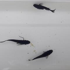 オロチめだか 幼魚16匹の画像