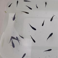 オロチめだか 幼魚16匹の画像