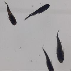 オロチめだか 幼魚16匹の画像