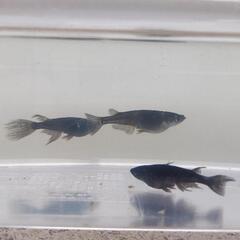 オロチめだか 幼魚16匹の画像