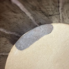 MEINL BONGO ボンゴ　の画像