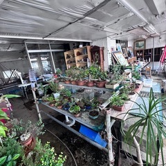 盆栽雑貨の画像