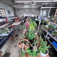 盆栽雑貨の画像