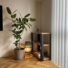 観葉植物の画像