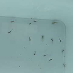 サファイアメダカ　めだか　幼魚(約１センチ〜) ８匹５００円の画像