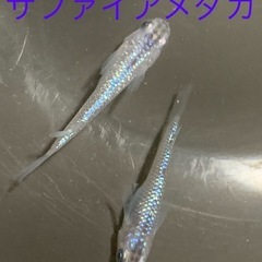 サファイアメダカ　めだか　幼魚(約１センチ〜) ８匹５００円の画像