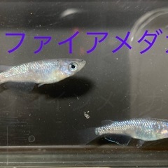 サファイアメダカ　めだか　幼魚(約１センチ〜) ８匹５００円の画像