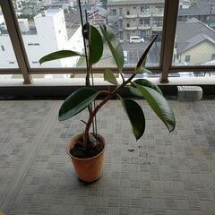 剪定した枝から育てたゴムの木の画像