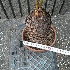 蘇鉄（鉢付き）の画像
