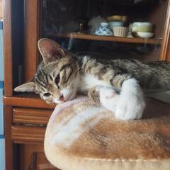 子猫　仲良し兄妹キジトラとハチワレ　3カ月　♂♀