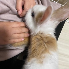 うさぎ