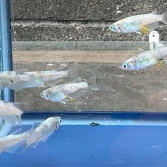 #40 紅灯（白勝ち個体）8匹¥500の画像