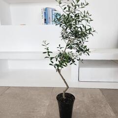 オリーブ　ネバディロブロンコ　の画像