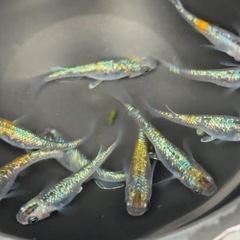 #41ラメメダカ（ラメ王＝サファイア×ラメ王）親魚10匹¥1,500