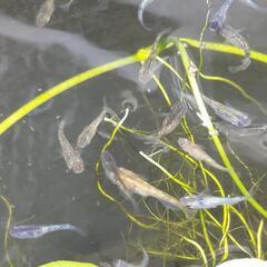 ラメめだかMix幼魚10匹の画像