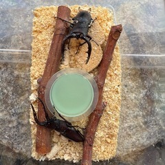 三重県産ノコギリクワガタ♂２頭飼育セットの画像